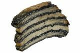 Mammoth Molar Slice With Case - South Carolina #106488-2
